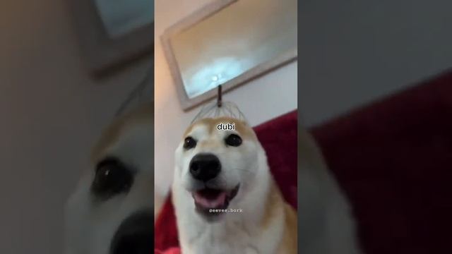 Чипи Чипи Чапа Чапа но это мемы. смотреть онлайн