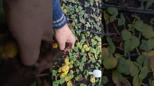 Хранение рассады клубники зимой смотреть онлайн