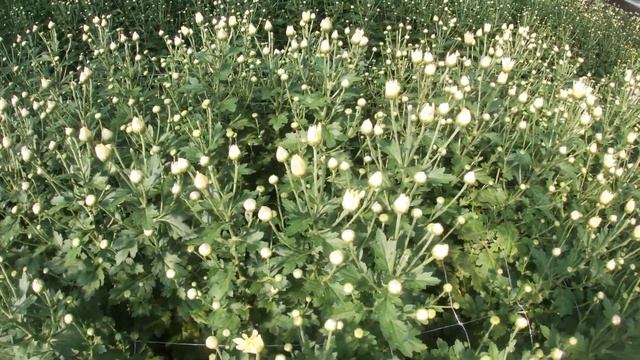 Начало цветения хризантемы.2 месяца и 3 недели от посадки черенка. смотреть онлайн