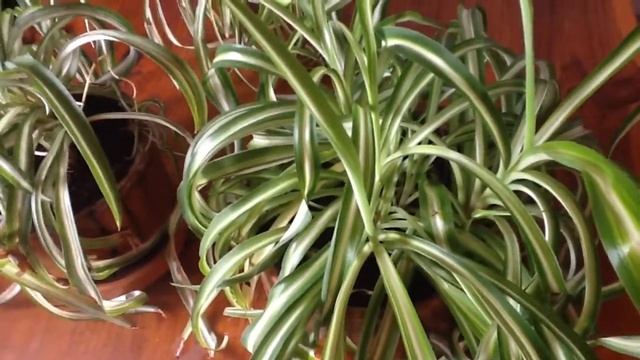 Хлорофитум кучерявый. Эксперимент с освещением смотреть онлайн
