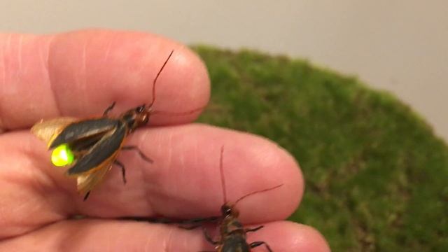 Firefly Lighting Bug props смотреть онлайн
