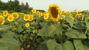 Footage ФУТАЖ 79 ПОДСОЛНУХИ (Sunflowers)