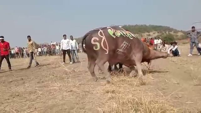 ujjain pado ki ladai jani vs ram rahim 💪 смотреть онлайн