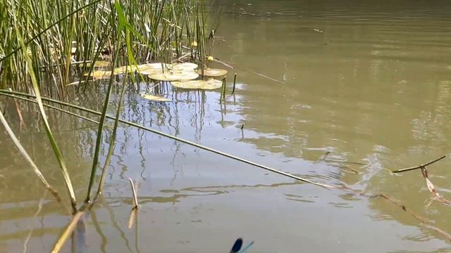 #Балашов. Купание на реке Хопер рядом с Мишкиным мостом. смотреть онлайн