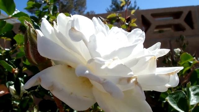 [4.1.2014 - Samsung WB350F Smart Camera video test] смотреть онлайн