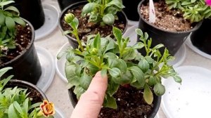 Самые красивые георгины - это низкорослые георгины!