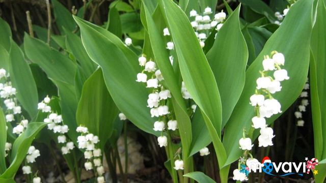 БОРИС ПАСТЕРНАК. СТИХИ ЛЮБКА смотреть онлайн