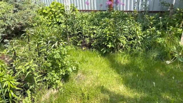 Моя любимая дача 1 июня 2023❤️Новая ель Maigold❤️Оформляю зону с хостами и березой. смотреть онлайн