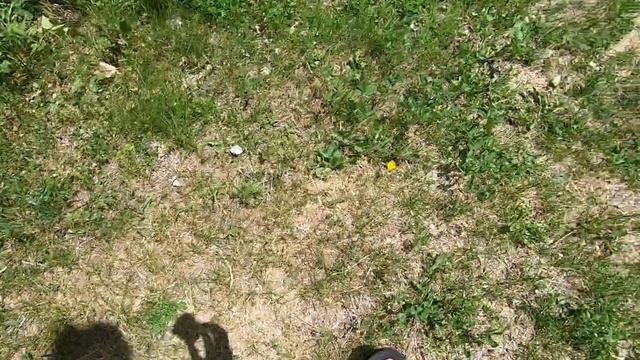 Red clover and white clover for rabbit food смотреть онлайн