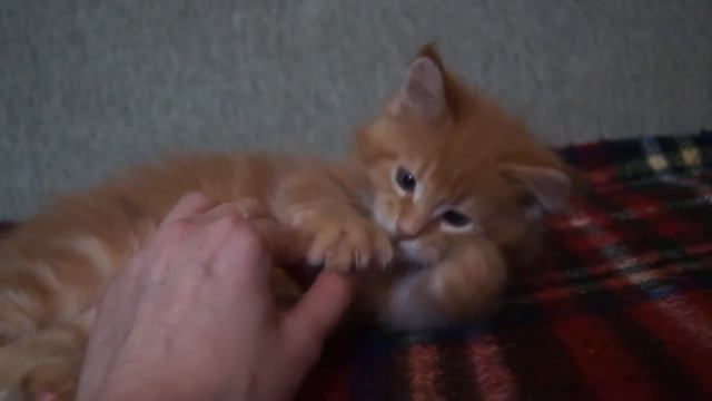 котёнок Мейн кун из питомника Big Paw*Ru смотреть онлайн