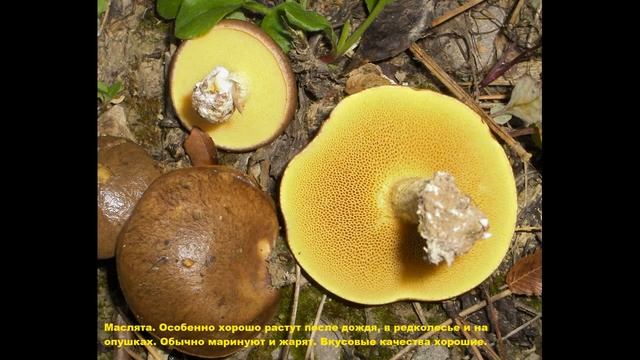 Съедобные грибы. Наиболее распространенные, вкусные и полезные из них. смотреть онлайн