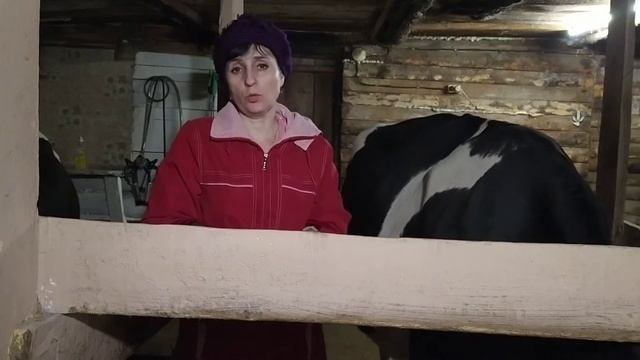 КАК ЗАПУСТИТЬ КОРОВУ... /ЗАВЕРШЕНИЕ ЛАКТАЦИИ У КОРОВ??? смотреть онлайн