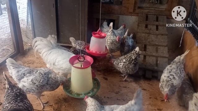 Сидим закрытые. Работают ли петухи? сомневаюсь. #курица #куры #курятник #яйцо #курынесушки смотреть онлайн