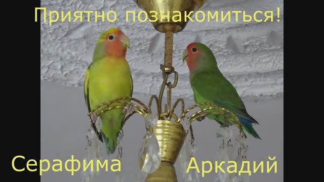 Прпугаи неразлучники. смотреть онлайн