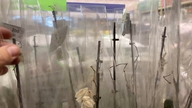 орхидеи НОВЫЕ уценки по 200 рублей СОЧНЫЕ листья и корни орхидей смотреть онлайн