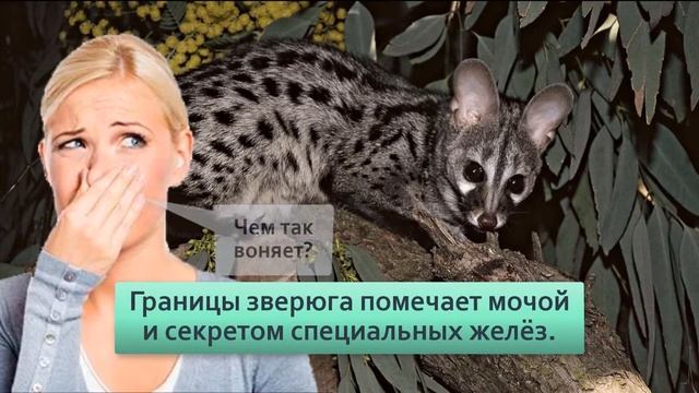 Генета Раньше она заменяла людям кошек, но сейчас про неё забыли Перед вами почти 100% КОТ смотреть онлайн