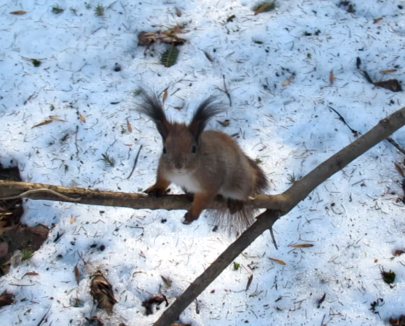 Чрезвычайно ловкая белка смотреть онлайн