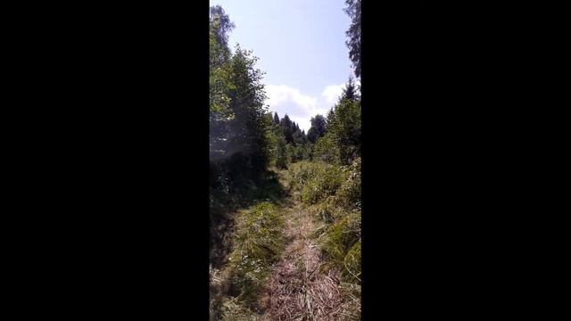 Прогулка за грибами смотреть онлайн