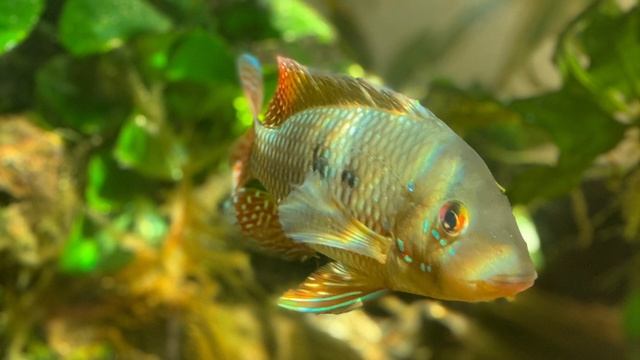 South American Cichlid Care Guide - Geophagus Brasiliensis (Pearl Cichlid) Earth Eaters