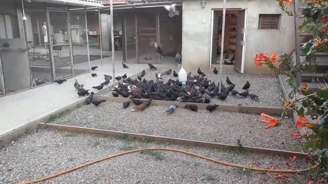 В гостях у Протасова (АРК город Саки) смотреть онлайн