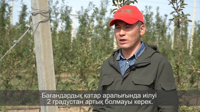 установка шпалерной системы в интенсивном саду смотреть онлайн