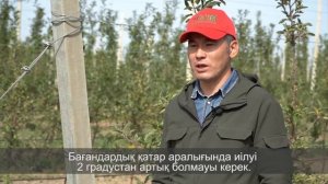 установка шпалерной системы в интенсивном саду