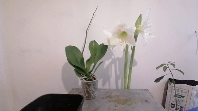 Амариллис. Правильная посадка. Правильный уход. смотреть онлайн