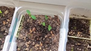 Растения из семян: пассифлора, алоэ, хавортия, анакампсерос, микс суккулентов