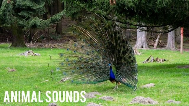 Animal Sounds. Funniest sounds of animals: Horse, buffalo, rooster and others смотреть онлайн