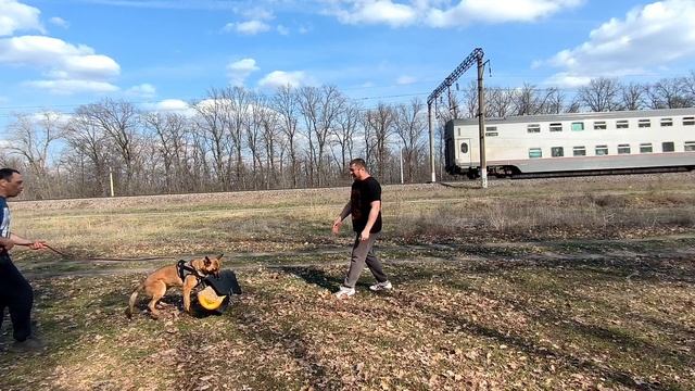 ЭВА ковёр против бельгийской овчарки малинуа
