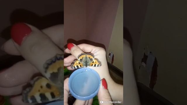 Кормление бабочки зимой.Чем кормить бабочек！ смотреть онлайн