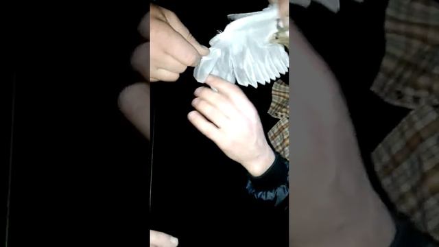 Поймал чайку, на Иртыше в Омске, чайка жива смотреть онлайн