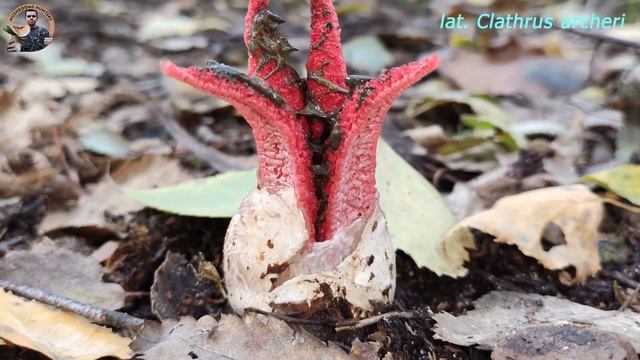 Kvetovec Archerov (Clathrus archeri) devil dring devil's fingers mrežovka kvetovitá hviezdovitá смотреть онлайн