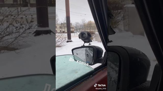 Приколы из Тик Тока смотреть онлайн