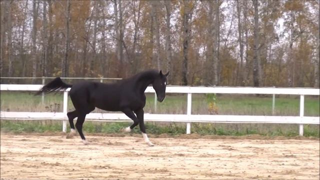 Ахалтекинец Севан Шаэль For SALE смотреть онлайн