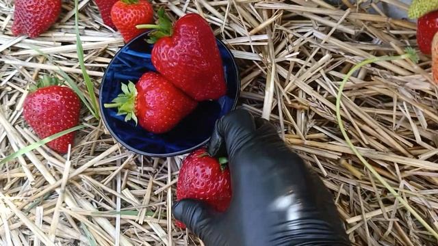 сорт Крапо10 в горшках. Земляничная Исландия смотреть онлайн