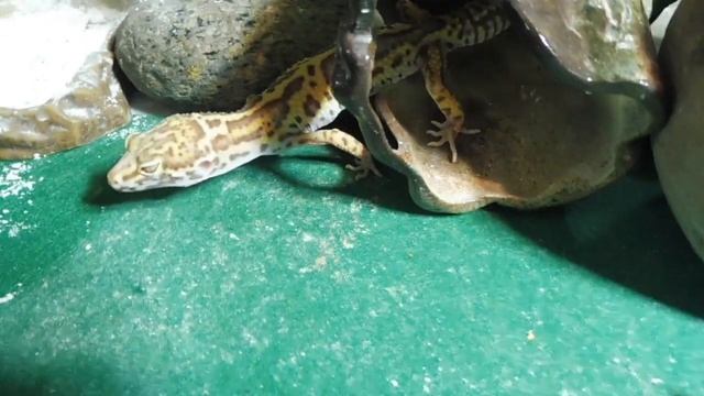 #гекконы эублефары переехали в НОВЫЙ террариум / Repto Piter Бэль , Эклипса и Элечка самки гекконы смотреть онлайн