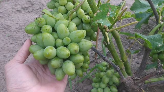 Виноград СОФИЯ. Огромные грозди. Успеет ли она вызреть... смотреть онлайн