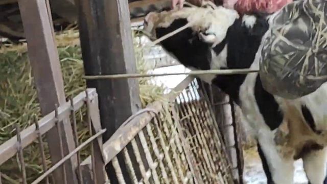 ЗАБОЙ БЫКА ВЗВЕШИВАНИЕ БЫКА ЛЕНТОЙ