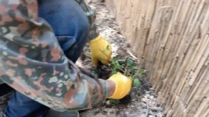 Сажаем плющ легко и просто