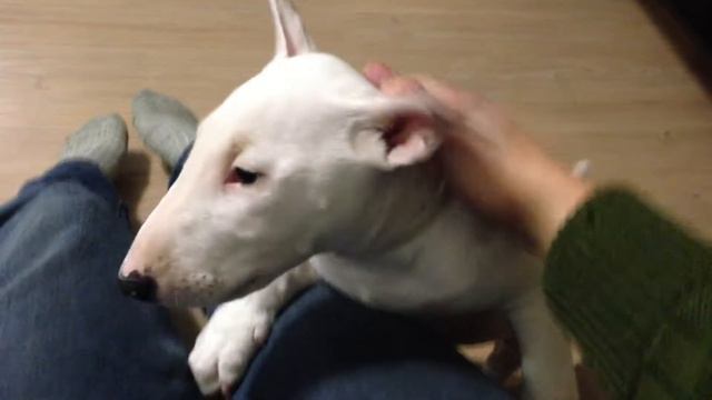 английский бультерьер смотреть онлайн