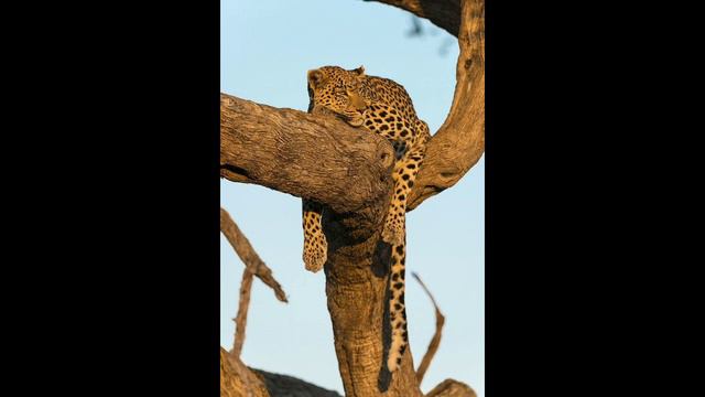 KENNETH ANDERSON | VETTAKKATHA| HUNTING STORIES | NOSTALGIC READ| смотреть онлайн