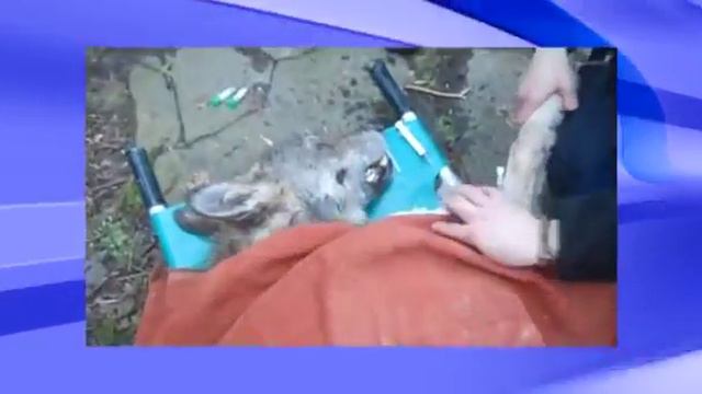 Волка нашли в ледяной воде, задевает душу смотреть онлайн