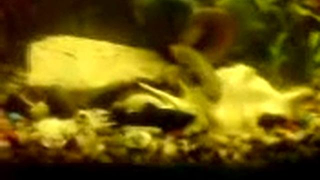 полиптерус сенегальский ест моллинезию смотреть онлайн