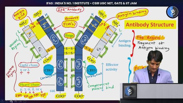ANTIBODY STRUCTURE & PAPAIN PEPSIN DIGESTION I FAST REVISION SERIES I CSIR2023I смотреть онлайн