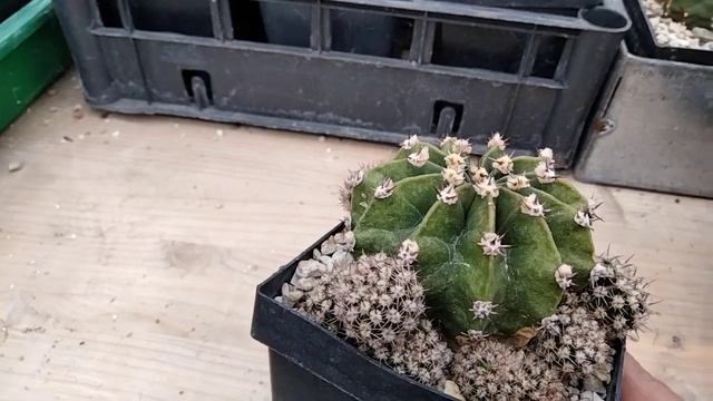 Обзор кактусов в теплице.Пересадка,перестановка кактусов в зимний период.Литопсы в ноябре. смотреть онлайн