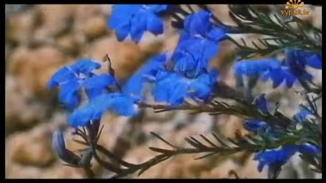 Алсу Бахтиева - Алhыу! смотреть онлайн