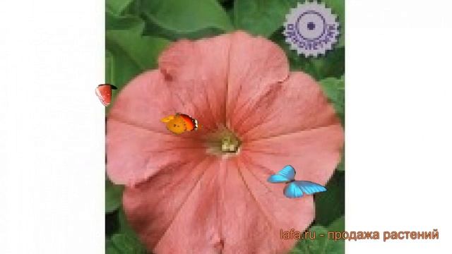 Петуния крупноцветковая Танго Лососевая ? обзор: как сажать, семена петунии Танго Лососевая смотреть онлайн