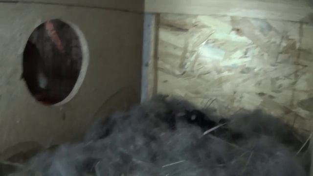 Осмотр гнезда, удаление мертвых крольчат смотреть онлайн