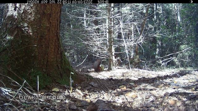 Как белка тащит гриб на дерево смотреть онлайн